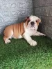 Photo №1. english bulldog - for sale in the city of Sremska Mitrovica | negotiated | Announcement № 119045