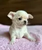 Photo №1. chihuahua - for sale in the city of Эспоо | negotiated | Announcement № 127403