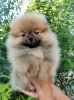 Photo №4. I will sell pomeranian in the city of Tashkent. from nursery - price - 500$