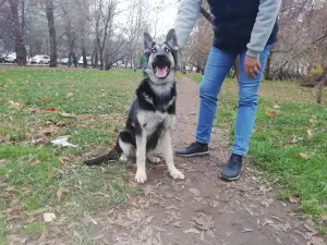 Photo №2 to announcement № 3985 for the sale of east-european shepherd - buy in Russian Federation from nursery, breeder