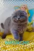 Photo №1. scottish fold - for sale in the city of Пршибрам | 11000$ | Announcement № 127486