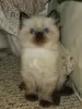 Additional photos: Healthy Ragdoll Kittens with Pedigree available for Sale