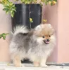 Photo №1. pomeranian - for sale in the city of Stari Banovci | negotiated | Announcement № 114129