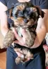 Additional photos: Loving Yorkshire Terrier puppy ready for sale.