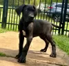 Photo №1. great dane - for sale in the city of Rüdersdorf | 275$ | Announcement № 101198