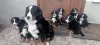 Photo №1. bernese mountain dog - for sale in the city of Stockholm | negotiated | Announcement № 113230