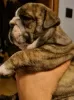 Additional photos: English bulldog boy