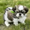 Photo №1. shih tzu - for sale in the city of Iowa City | Is free | Announcement № 111385