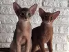 Additional photos: Abyssinian blue cat