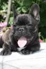 Photo №4. I will sell french bulldog in the city of Lipova. breeder - price - negotiated