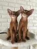 Photo №1. abyssinian cat - for sale in the city of Gomel | Is free | Announcement № 52262