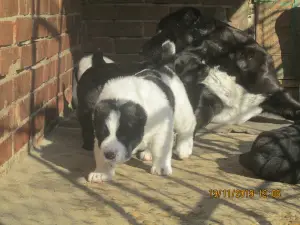 Photo №1. central asian shepherd dog - for sale in the city of Armavir | 536$ | Announcement № 4034