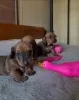 Photo №3. Vaccinated dachshund puppy for Sale! Are you ready to add a lovable and loyal. Luxembourg