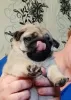 Additional photos: pug puppy for sale