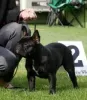 Photo №1. french bulldog - for sale in the city of Kościan | negotiated | Announcement № 31804