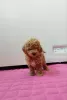 Additional photos: toy poodle