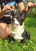 Photo №2 to announcement № 69142 for the sale of welsh corgi - buy in Russian Federation private announcement, from nursery