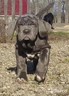 Photo №1. neapolitan mastiff - for sale in the city of Москва | negotiated | Announcement № 6031