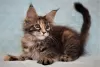 Photo №4. I will sell maine coon in the city of Volgograd. from nursery, breeder - price - negotiated