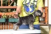 Additional photos: Miniature Schnauzer pepper and salt