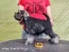 Photo №3. Beautiful miniature schnauzer puppies FCI. Poland