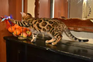 Photo №3. Bengal cat Ingrid Lavr Laver. Ukraine