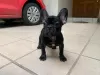 Additional photos: French Bulldog puppies