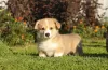 Additional photos: Welsh Corgi Pembroke puppies