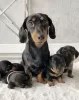 Photo №1. dachshund - for sale in the city of Фридрихсхафен | 285$ | Announcement № 110858