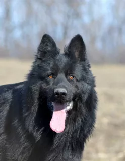 Additional photos: puppies German long-haired shepherd-boys and girls KSU / FCI, 33 days, book