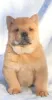 Photo №4. I will sell chow chow in the city of Невинномысск. private announcement - price - negotiated