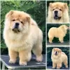 Additional photos: Chow Chow, beautiful puppies