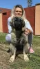 Photo №3. Caucasian Shepherd Dog puppies of the highest quality. Serbia