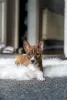 Additional photos: Basenji puppies for sale