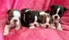 Photo №1. boston terrier - for sale in the city of Liège | 188$ | Announcement № 129074