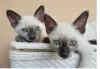 Photo №1. siamese cat - for sale in the city of Berlin | Is free | Announcement № 126114