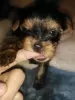 Additional photos: Yorkshire Terrier puppies