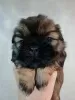 Photo №1. lhasa apso, shih tzu - for sale in the city of Kaunas | 634$ | Announcement № 81126