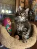 Additional photos: Berlioz and the company of Maine Coon kittens