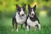 Additional photos: Miniature bull terrier puppies