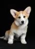 Photo №3. Pembroke Welsh Corgi puppy for sale, 4 months old. Bitch. Ukraine