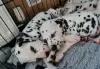 Photo №2 to announcement № 41372 for the sale of dalmatian dog - buy in Russian Federation 