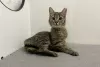 Additional photos: A gentle tabby cat, kitten Shprotya, is looking for a home and a loving family!