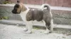 Additional photos: American Akita puppies for sale