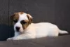 Photo №1. jack russell terrier - for sale in the city of Minsk | 1000$ | Announcement № 14500