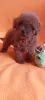 Photo №4. I will sell poodle (toy) in the city of Ужгород. private announcement, from nursery, breeder - price - 1035$