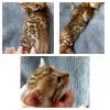 Photo №2 to announcement № 19299 for the sale of bengal cat - buy in Belarus private announcement