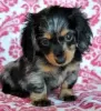 Photo №2 to announcement № 110858 for the sale of dachshund - buy in Germany private announcement, from nursery, breeder