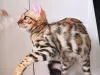 Additional photos: bengal kittens