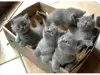 Photo №2 to announcement № 46472 for the sale of british shorthair - buy in Russian Federation private announcement